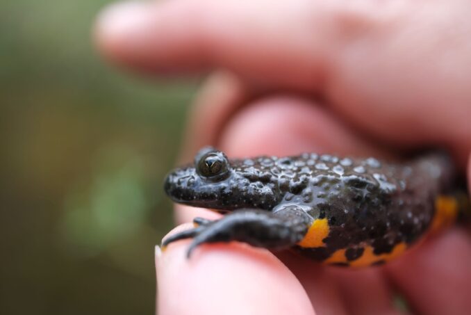 Die Gelbbauchunke (Bombina variegata) kommt südlich der Landquart vor.