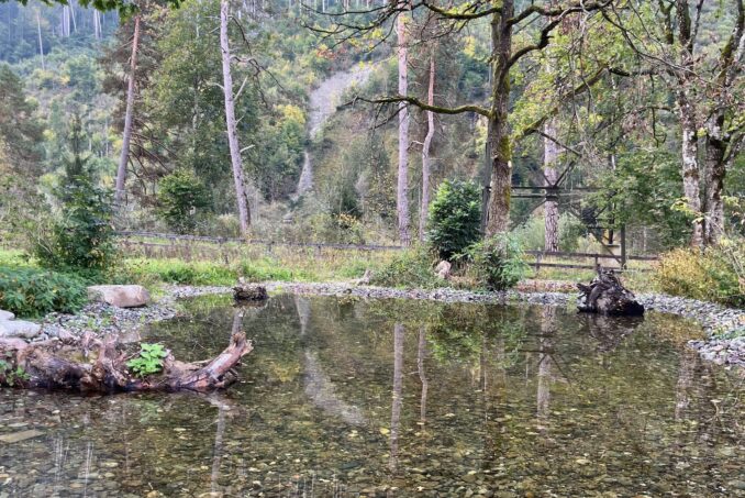 Mit dem Projekt wurden nördlich der Landquart neue Lebensräume für die Gelbbauchunke geschaffen.