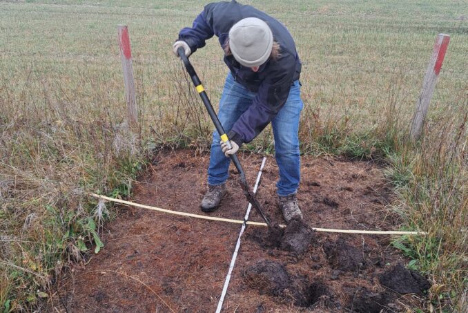 Pflanzung der vorgezogenen Lungenenziane.