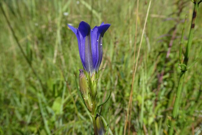 Lungenenzian mit Eiern des Kleinen Moorbläulings (Phengaris alcon). 