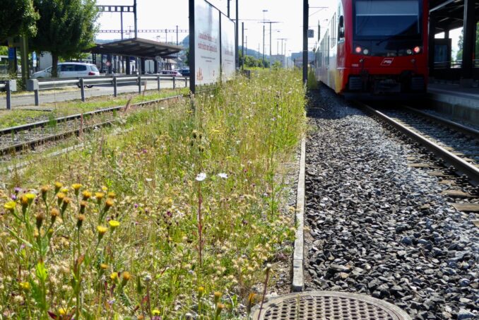 Aufwertung des Bahnhofareals Gossau durch die Anlage einer Wildblumenwiese.