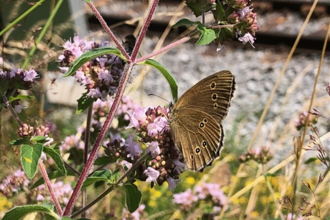 Ein Brauner Waldvogel (Aphantopus hyperantus) sammelt Nektar am Böschungsrand.