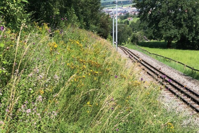 Wertvolle Böschung mit grosser Vielfalt an Flora und Fauna.