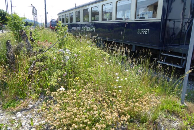 Biodiversitätsfreundliche Umgestaltung mit einheimischen Sträuchern und Wildblumen beim Bahnhof Gossau.