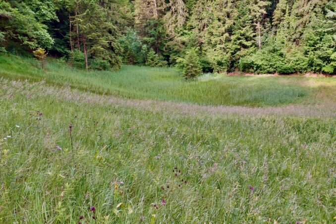 Trockenwiese mit Übergang ins Flachmoor.