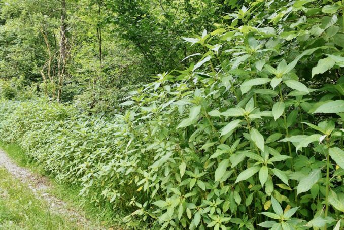 Beispiel für ein häufiges Defizit: Invasive Neophyten wie hier das Drüsige Springkraut (Impatiens glandulifera) am Waldrand.