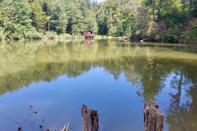 Typischer Thurgauer Fischteich mit Strukturen an den Randbereichen.