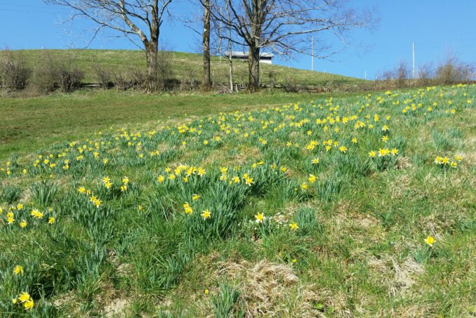 … Vorkommen der geschützten Osterglocken (Narcissus pseudonarcissus) oder …
