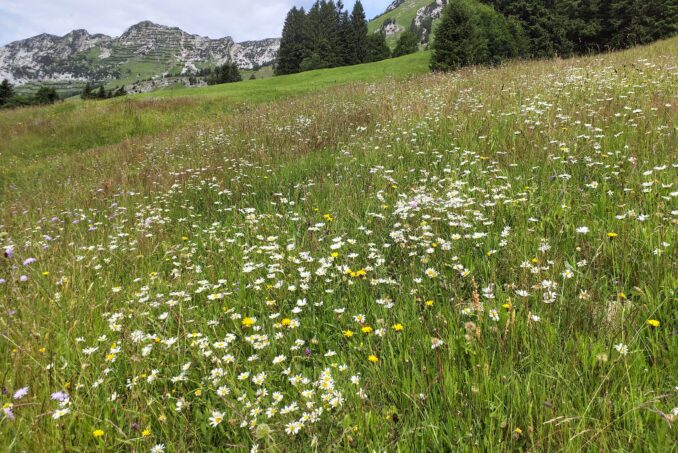Artenreiche Fettwiesen sind selten geworden.