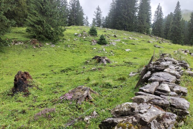 Strukturierte Weiden bieten vielfältige Lebensräume für Insekten und andere Kleintiere. 