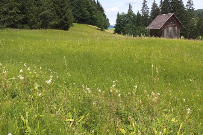 Beispiel eines gut erhaltenen Flachmoores. 