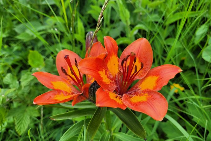 Feuerlilien (Lilium bulbiferum) benötigen einen späten Schnittzeitpunkt, damit sie versamen können.
