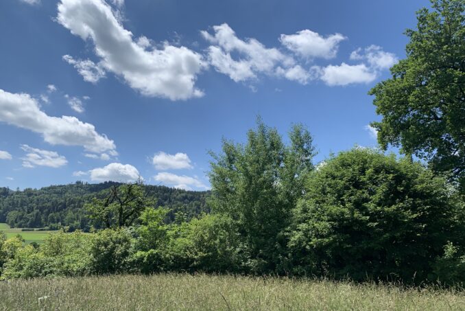 Artenreiche Hecken stellen wichtige Vernetzungselemente dar. Foto: Evelyne Krähenmann
