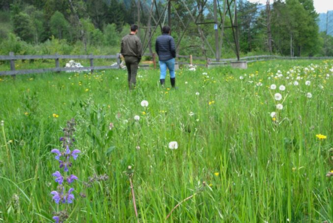 Besichtigung der neu angelegten Qualitätswiese im Gewässerraum der Landquart.