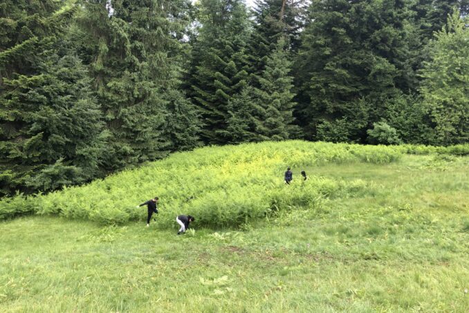 Ein Flachmoor wurde von Adlerfarn befreit.