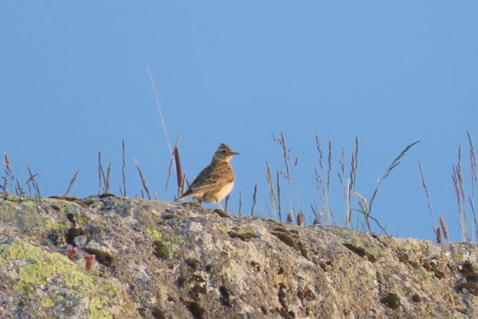 Die Feldlerche (Alauda arvensis) ist eine wichtige Zielart des Vernetzungsprojekts und wird aktiv gefördert. 