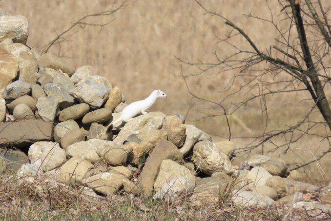 Ein Steinhaufen als Vernetzungselement bietet dem Hermelin (Mustela erminea) eine wertvolle Rückzugsmöglichkeit.