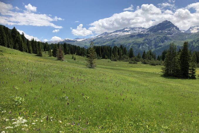 Intaktes Flachmoor in der Region Albula.