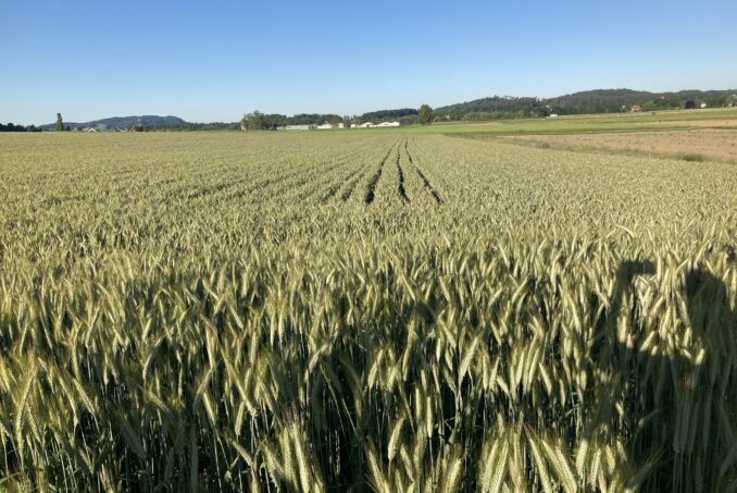 Um die Feldlerche im Projektgebiet zu fördern, säen die Bewirtschaftenden das Getreide in weiten Reihen. 