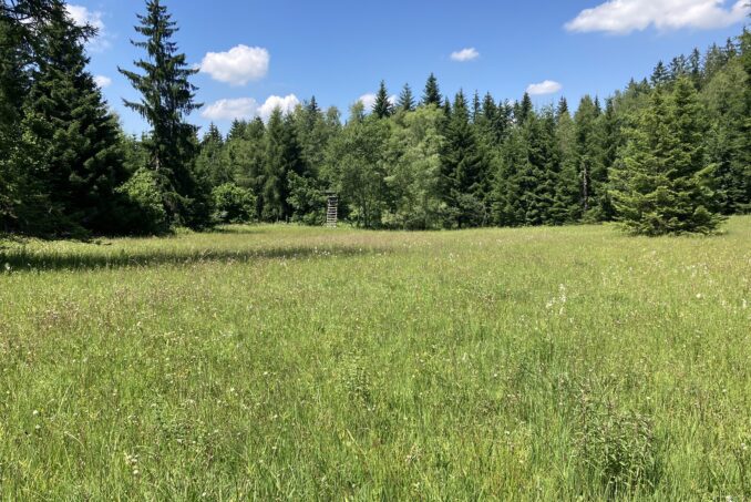 Eines der beurteilten Flachmoore in der Gemeinde Hittnau. 