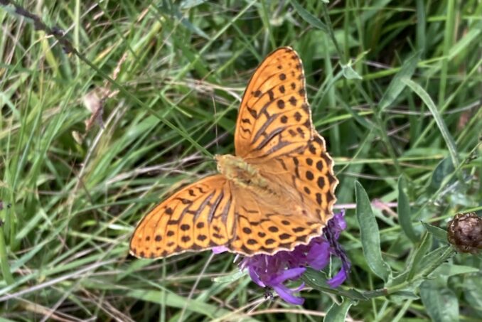 Kaisermantel (Argynnis paphia) in einem der untersuchten Naturschutzgebiete. 