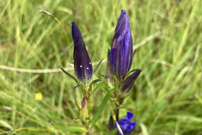 Zum Schutz des Lungenenzians (Gentiana pneumonanthe) und des Kleinen Moorbläulings (Phengaris alcon) wird ein später Schnitt empfohlen. 