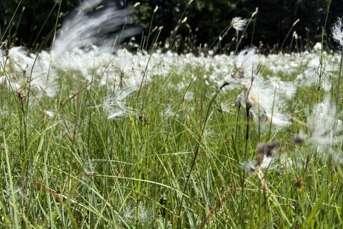 Schmalblättriges Wollgras (Eriophorum angustifolium) in einem kalkarmen Kleinseggenriet. 