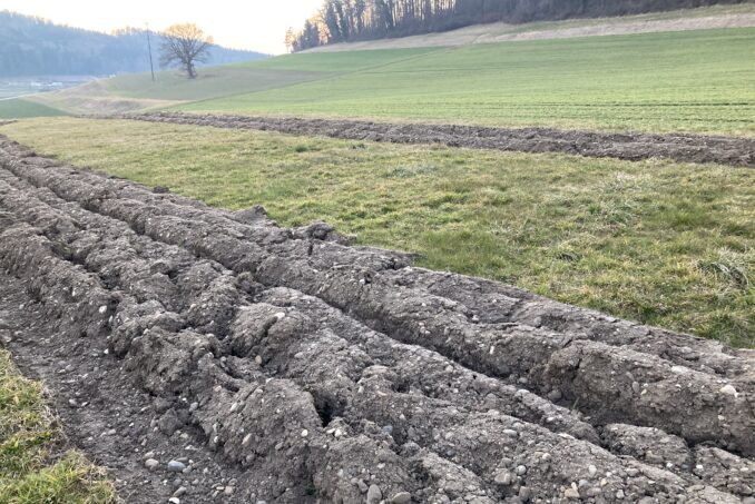 Vorbereitung einer Streifensaat zur botanischen Aufwertung einer extensiv genutzten Wiese.