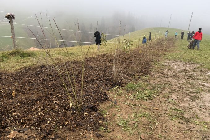 Pflanzung einer artenreichen Hecke auf einem Bauernbetrieb.