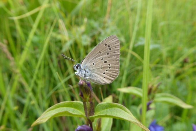 Der Kleine Moorbläuling ist vom Aussterben bedroht. 