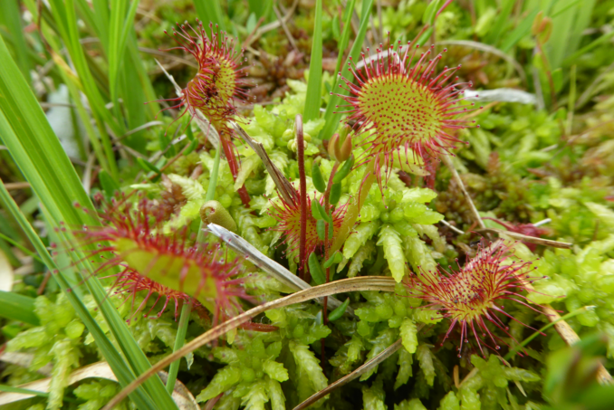 Rundblättriger Sonnentau (Drosera rotundifolia) in einem Hochmoor. 