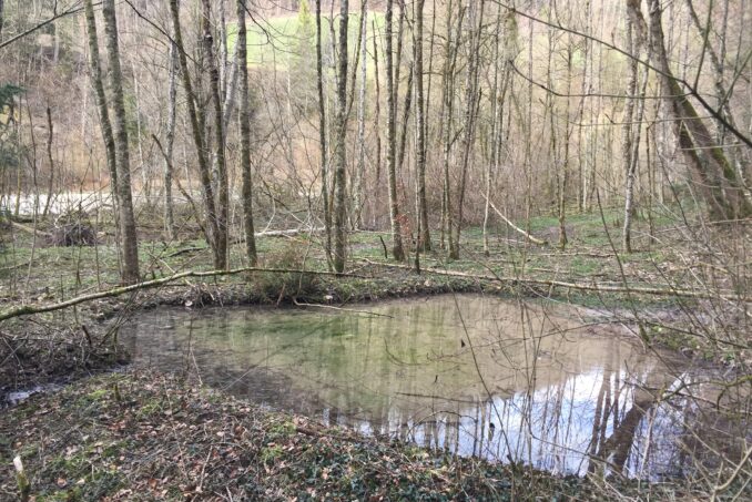 Auenwälder sind aufgrund ihrer hohen ökologischen Bedeutung und Artenvielfalt besonders schützenswert.