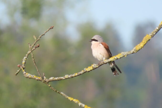 Der Neuntöter (Lanius collurio) nutzt Sitzwarten zur Jagd.