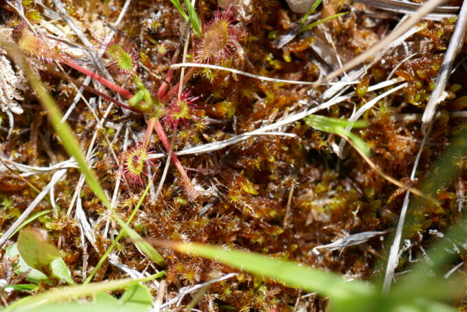 Der langblättriger Sonnentau (Drosera anglica) ist eine selten gewordene Moorpflanze.