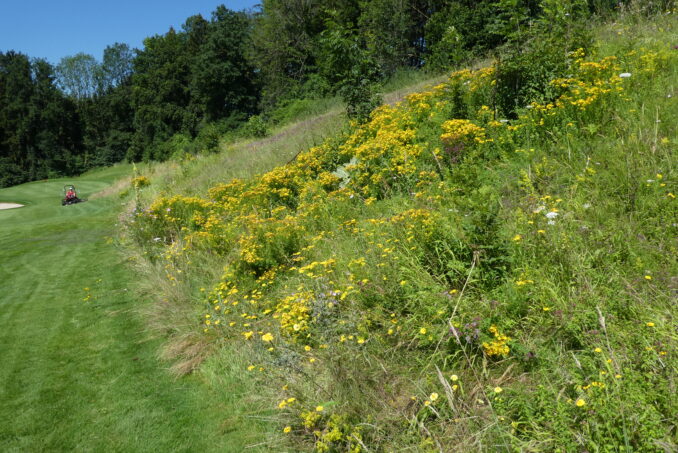… direkt neben den intensiv bewirtschafteten Spielflächen.