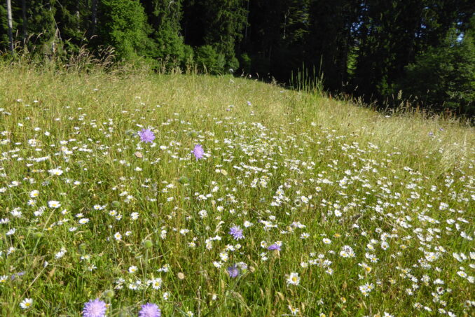 Wir begleiten den Vollzug z. B. mit Beratungen zur ökologischen Pflege der Schutzobjekte …