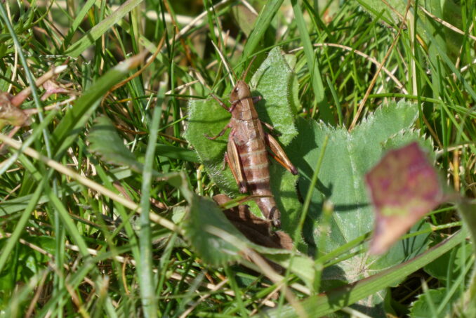 … und der Schweizer Goldschrecke (Podismopsis keisti) kommen im Gebiet zwei endemische, nur kleinräumig verbreitete Arten vor.