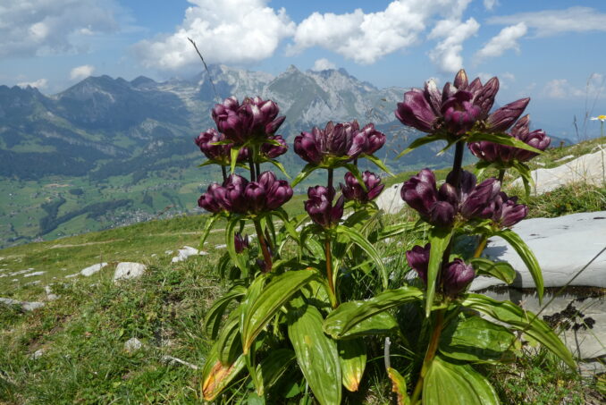 Mit dem Ostalpen-Enzian (Gentiana pannonica) …