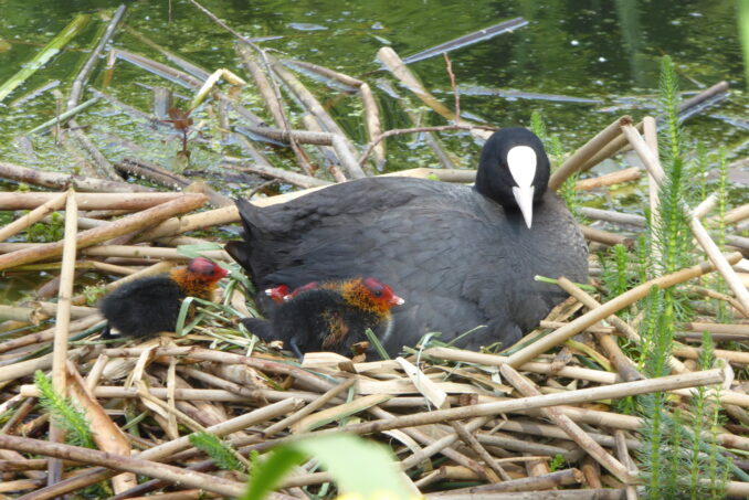 Das Blässhuhn (Fulica atra) pflanzt sich auf dem Areal ebenso fort, …