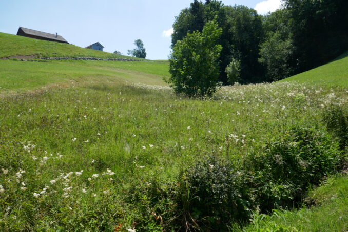 Das artenreiche Kleinseggenried ist durch die kommunale Schutzverordnung gesichert.