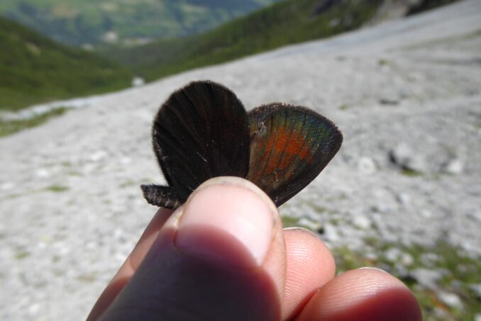 … und der Eismohrenfalter (Erebia pluto).