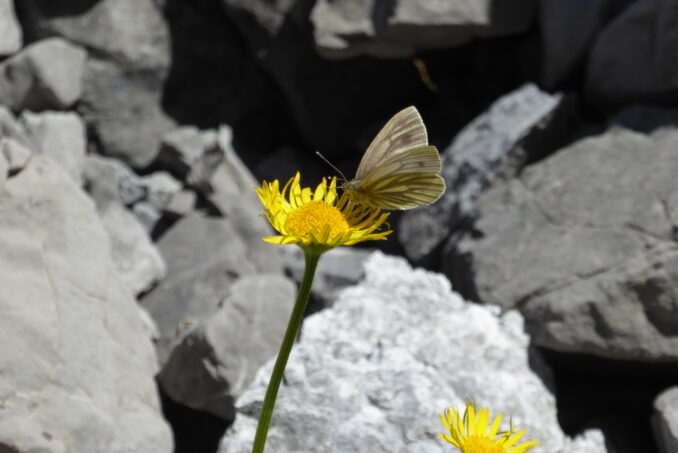 In den Geröllhalden oberhalb von Tarasp sind nur noch wenige Arten und Individuen von Tagfaltern nachweisbar, beispielsweise der Bergweissling (Pieris bryoniae) ...