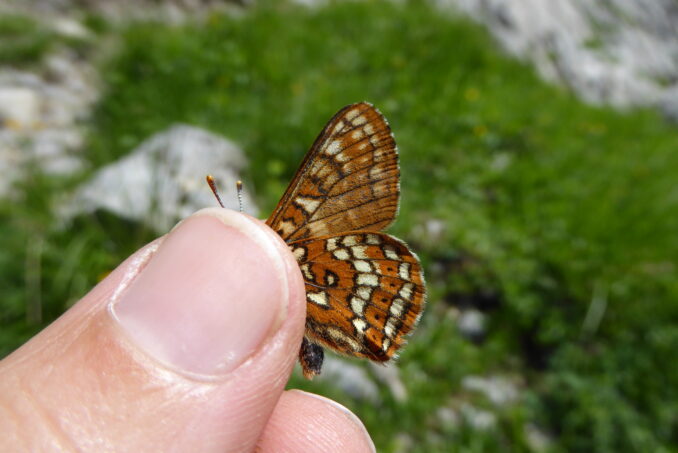 2024 gelang der erster Nachweis des Alpenscheckenfalters (Euphydryas cynthia) nach 52 Jahren.