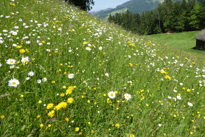 Für das Inventar wurden die potenziell schützenswerten Lebensräume kartiert: Artenreiche Fettwiesen, …