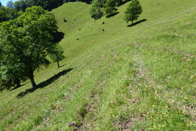 … artenreiche, beweidete Trockenstandorte …