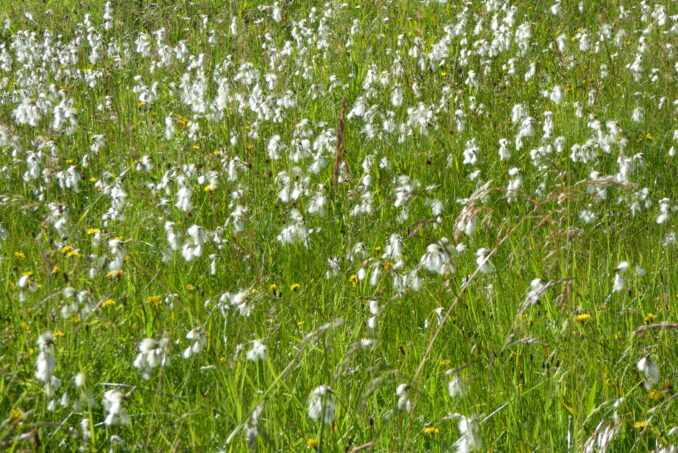 … und wertvolle Kleinseggenriete.