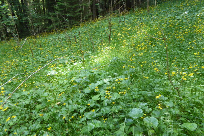 … nährstoffreiche, schattige Hochstaudenmoore, …
