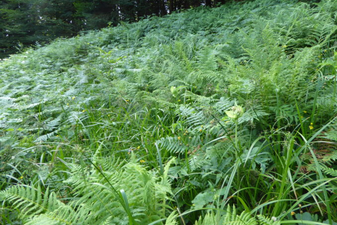 .. oder andere Verunkrautung protokolliert.