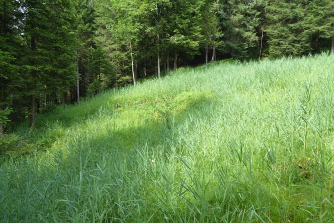 Dabei wurden auch Defizite wie eine Verschilfung …