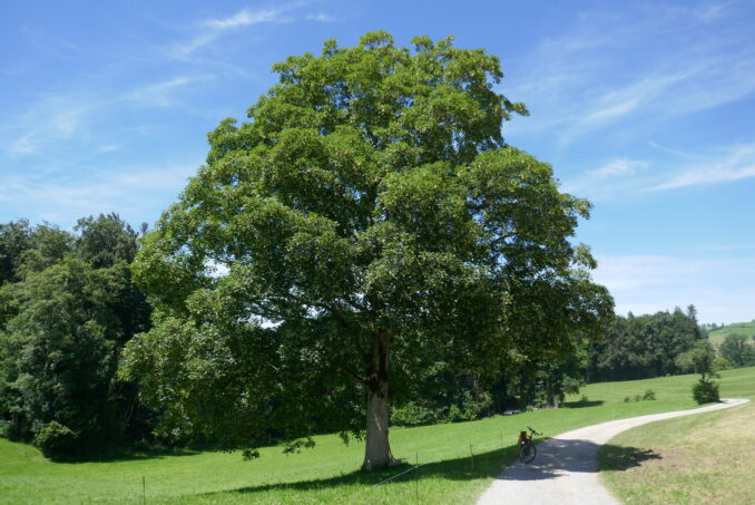 Einzelbäume bieten wertvollen Lebensraum und werden in Vernetzungsprojekten gefördert.